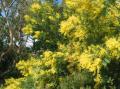 Les mimosas sauvages du fond du jardin