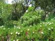 Les griffes de sorcières exibent leurs fleurs blanches et s'étendent largement sur les pierres de la restanque