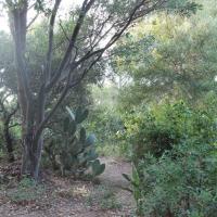 Les cactus et figues de Barbarie